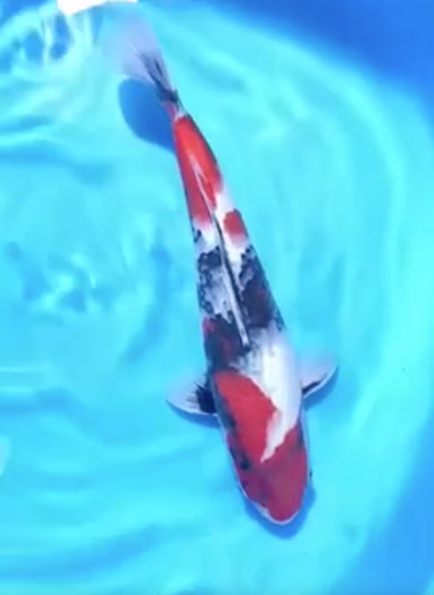 昭和三色 権次郎産 37センチ