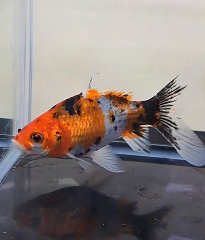 当店生まれ 銀鱗朱文金 15cm