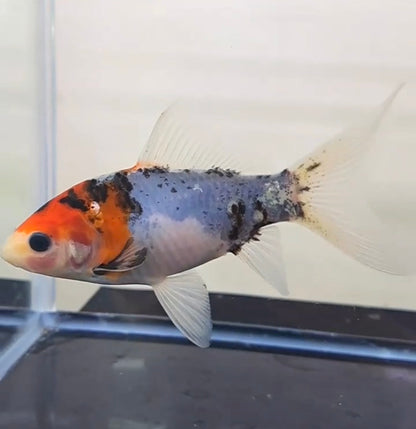 朱文金 - 朱&ブルー13センチ