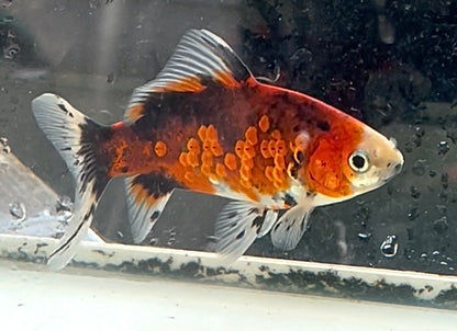 銀鱗朱文金 当店生まれ 13センチ