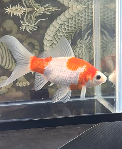 桜朱文金（さくらしゅぶんきん）20cm メス