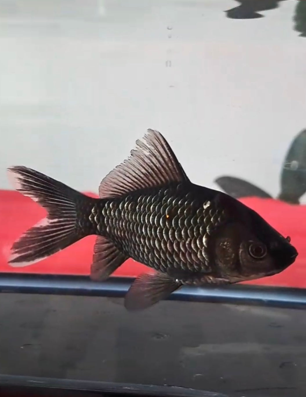 銀鱗墨朱文金　別格A