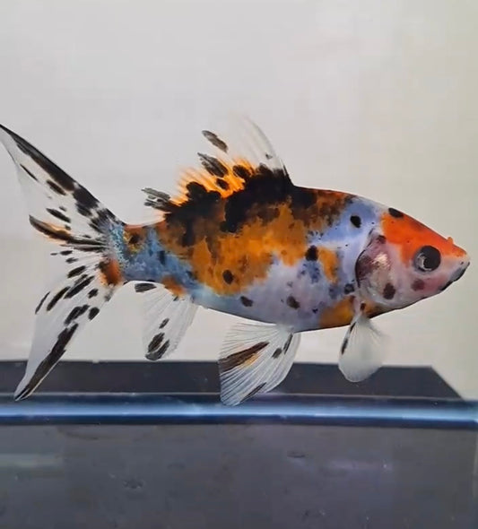 朱文金 15cm 当店生まれ 墨入り変化金魚