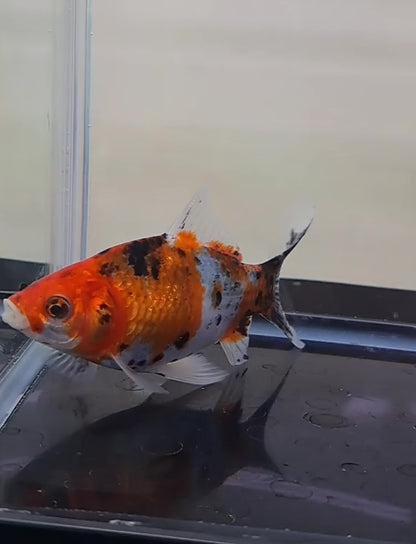 当店生まれ 銀鱗朱文金 15cm