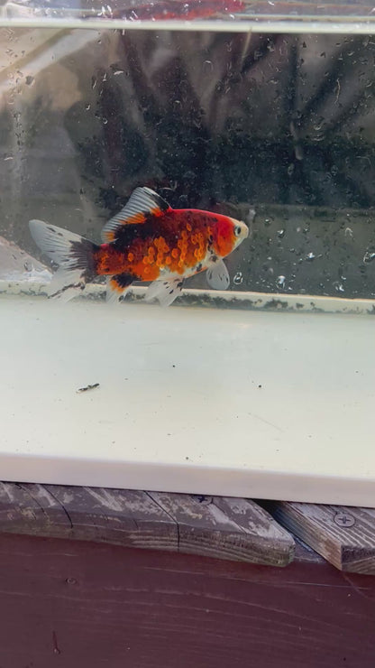 銀鱗朱文金 当店生まれ 13センチ