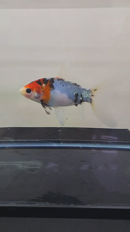 朱文金 - 朱&ブルー13センチ