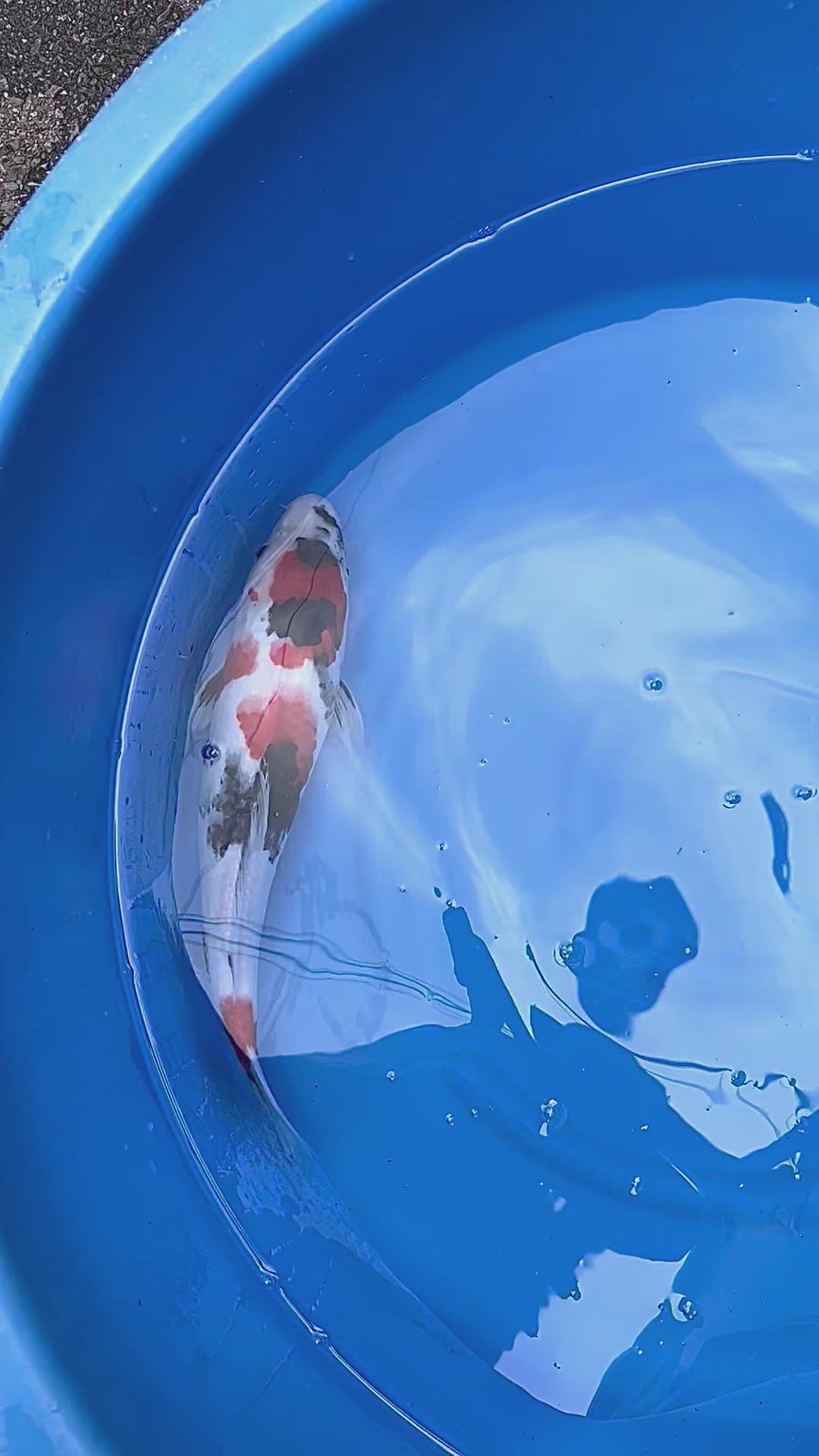 緋写り３８ｃｍ