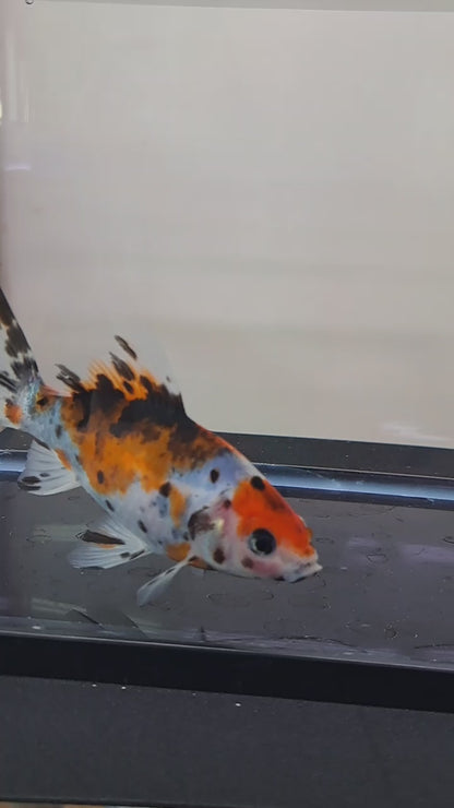 朱文金 15cm 当店生まれ 墨入り変化金魚